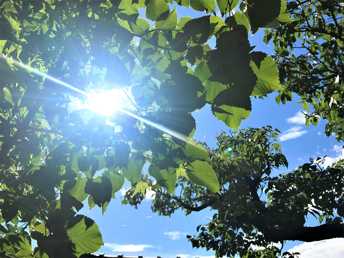 ときどき風・太陽の光に当てる